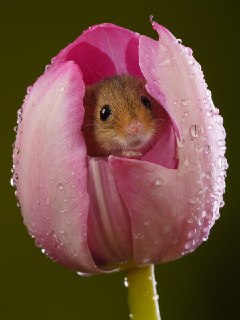 Иллюстрация 4