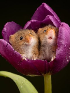 Иллюстрация 5