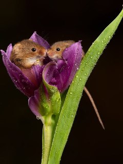 Иллюстрация 1