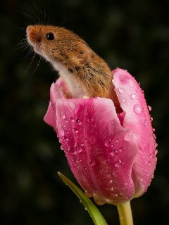 Иллюстрация 6