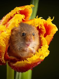 Иллюстрация 7