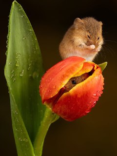 Иллюстрация 9