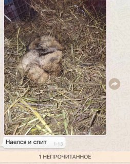 Сурок Филимон проспал День Сурка