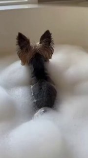 Собака и мыльный пузырь: вирусное видео в сети