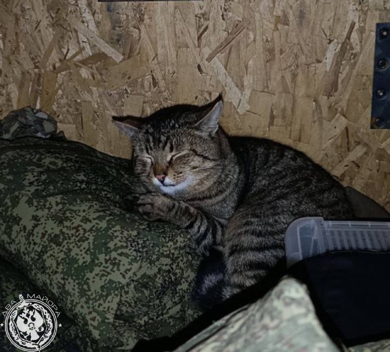 Иллюстрация 1