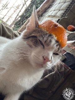 Иллюстрация 5