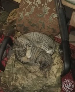 Иллюстрация 6