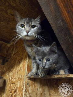 Фронтовые котики: рубрика «Будни солдата»