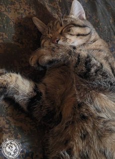 Иллюстрация 8