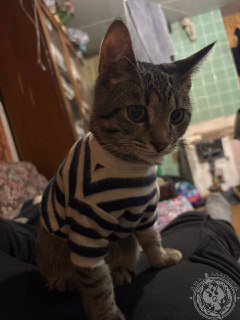 Иллюстрация 9