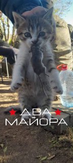 Кот соответствует заявленным ттх