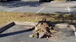 Американец согрелся одеялом из игуан во Флориде