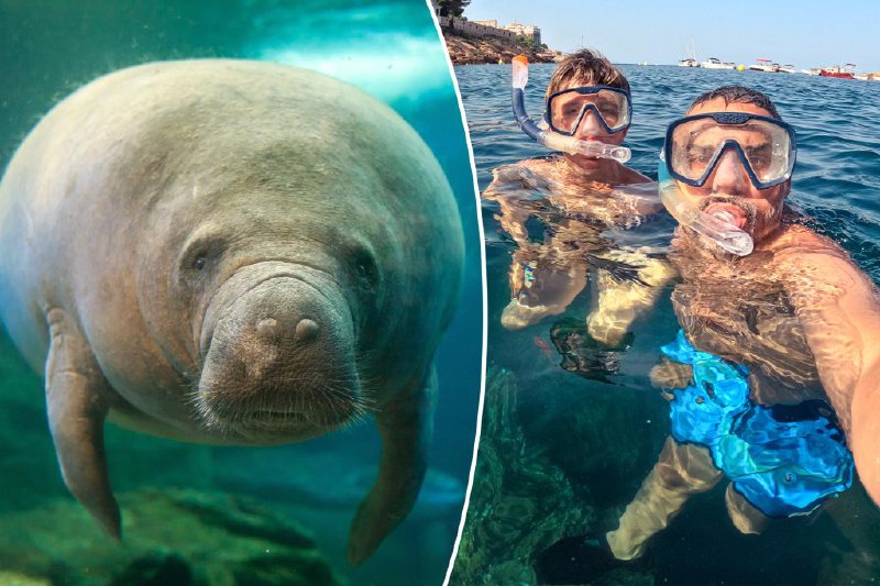 Отец притворялся, что любит ламантинов, чтобы не расстраивать сына