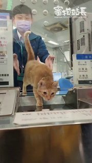 Кошка-начальник станции в Тайване