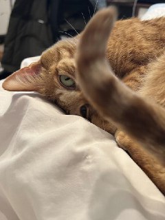 Путешествия за счет котов: девушка сэкономила $28,000