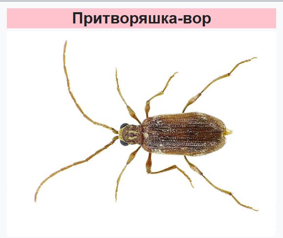 Иллюстрация 3