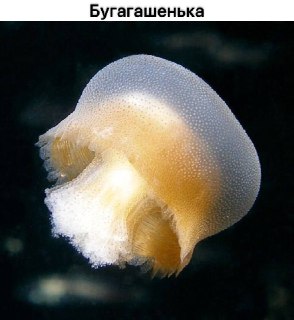 Иллюстрация 10