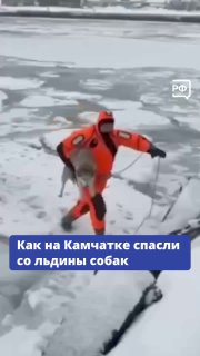 Спасение собак на Камчатке