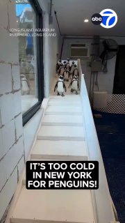 Пингвинов в Нью-Йорке укрыли от холода