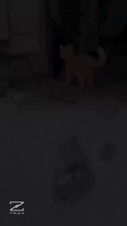 Пушистый воин радуется снегу во время охоты