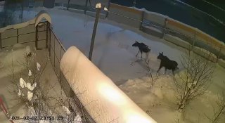 Лоси вышли на прогулки по Подмосковью