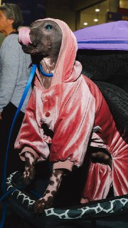 Собачья выставка Westminster