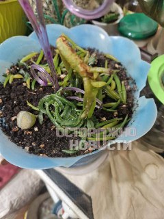 Иллюстрация 3