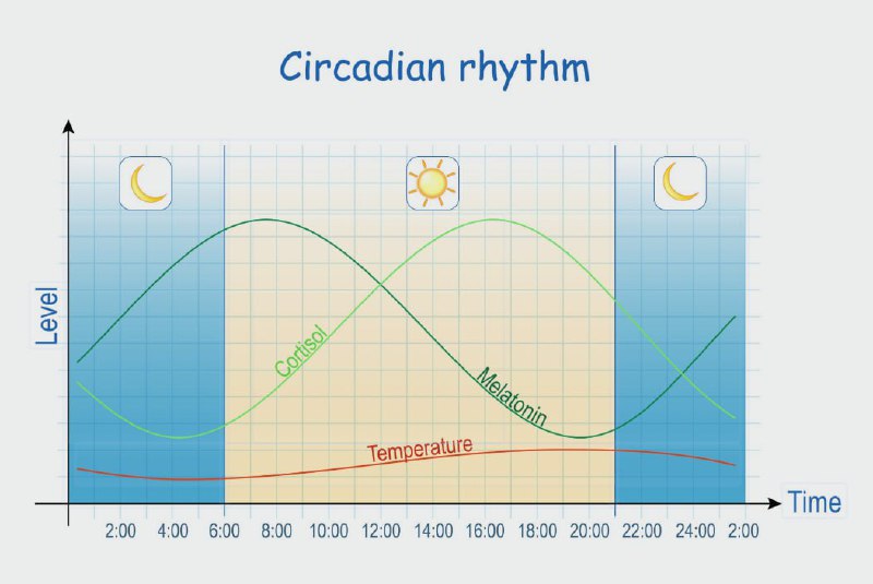 Ученые обнаружили у мужчин гормональные циклы