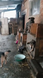 Сбор средств на корм для приюта для собак