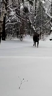 Лосиха Лукерья вернулась в лес после приключения с автобусом