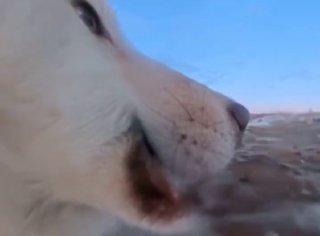 Собака-блогер украла камеру в Гренландии