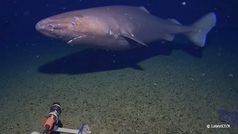 Акула в Антарктике