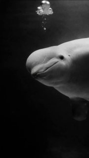 Смерть белухи в Москвариуме