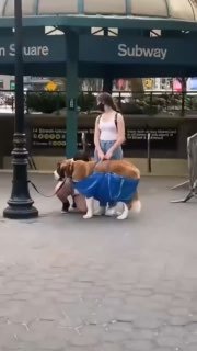 Собак в нью-йоркском метро возят только в сумках