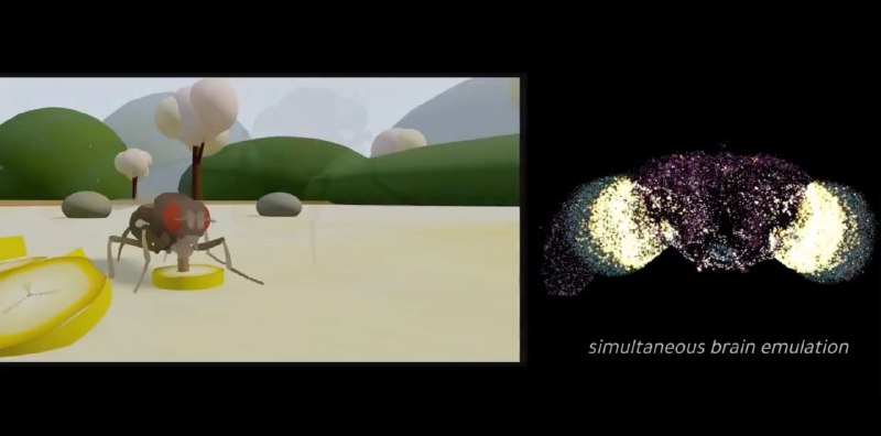 Мозг мухи загрузили в матрицу: стартап показал симуляцию, но не сознание