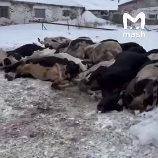 Ветеринары массово режут скот в Сибири и Поволжье: жители протестуют, требуя экспертизы