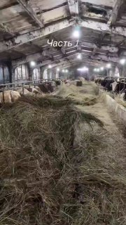 Массовый убой скота в частных хозяйствах: расчистка рынка под агрохолдинги?