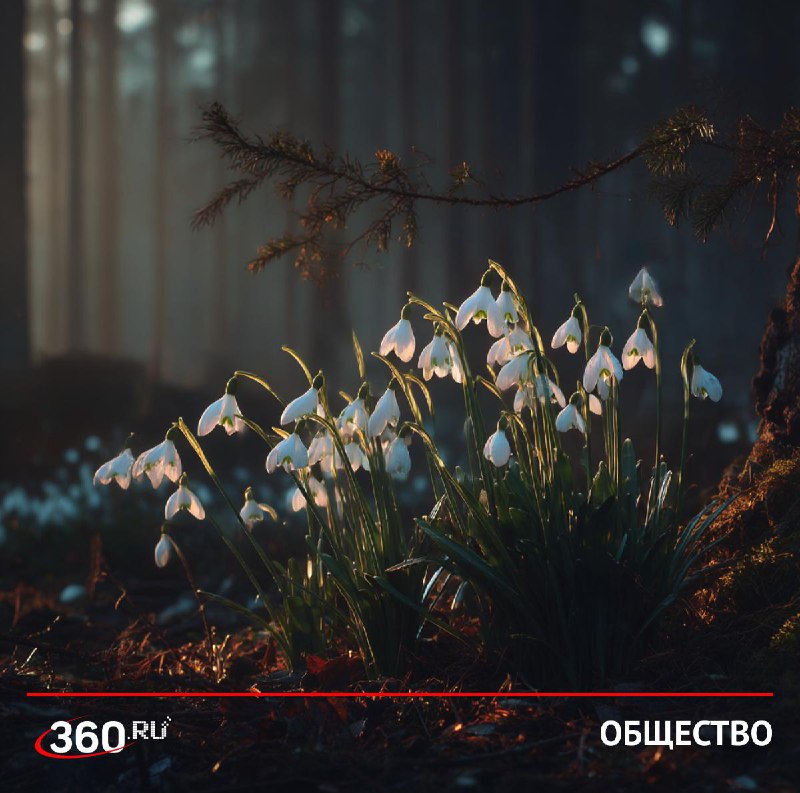 За сбор подснежников грозит до 4 лет тюрьмы
