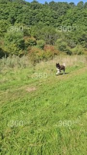 Владелец редкой акиты в Комсомольске-на-Амуре ищет питомца и предлагает 100 тыс. рублей за его возвращение