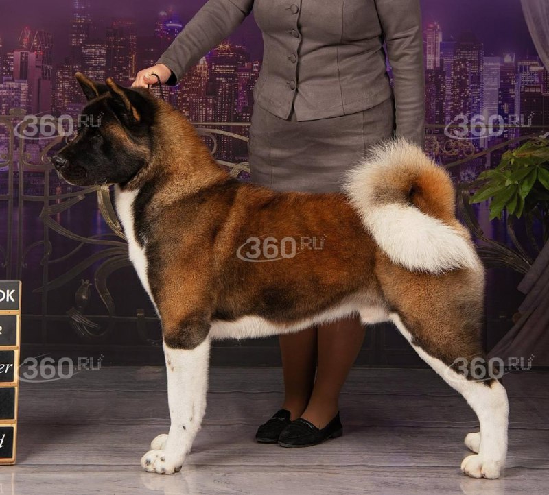 Иллюстрация 2