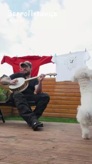 День безобразно хорошего настроения и проект о животных