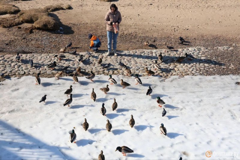 Иллюстрация 8