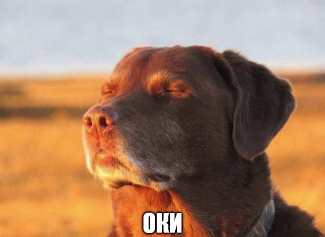 Почему «оки» успокаивает лучше, чем «ок»: мнение психологов