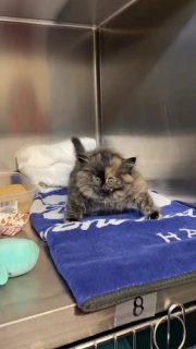 Котёнка, раздувшегося от воздуха, спасли в Калифорнии