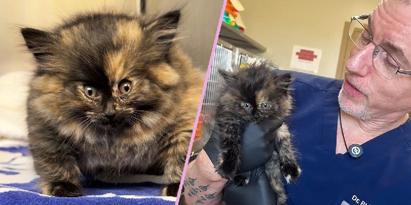 Иллюстрация 3