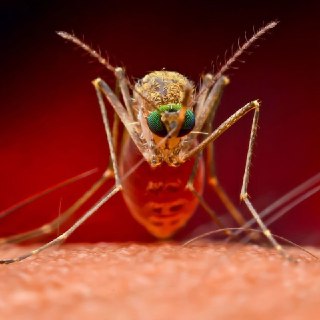 Комары стали чаще переносить опасных червей в глаза и лёгкие из-за потепления