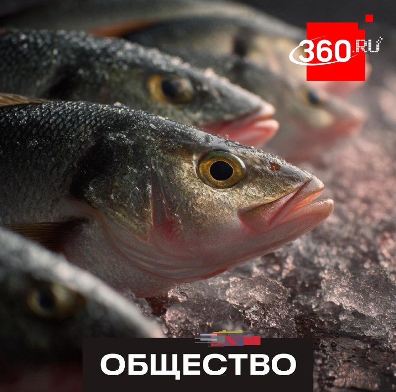 В России ужесточили требования к качеству мороженой рыбы