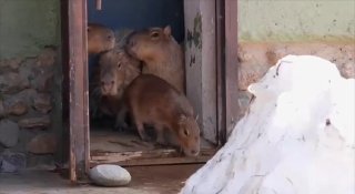 Капибары в Москве и прогноз снегодождя