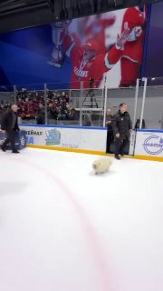 Собака Лукашенко вышла на лед перед матчем
