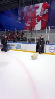 Пес Лукашенко показал мастер-класс на льду перед матчем